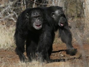FILE - This Feb. 19, 2013 file photo shows two chimps walking together at Chimp Haven in Keithville, La. The National Institutes of Health is sending its last remaining research chimpanzees into retirement  as soon as a federal sanctuary has room for them. (AP Photo/Gerald Herbert, File)