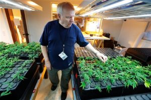 FILE - In this Tuesday, July 1, 2014, file photo, owner Bob Leeds inspects small "clone" marijuana plants growing under lights at Sea of Green Farms, a recreational pot grower and processor in Seattle. A ballot proposal before Ohio voters this fall would be the first in the Midwest to take marijuana use and sales from illegal to legal for both personal and medical use in a single vote. (AP Photo/Ted S. Warren, File)