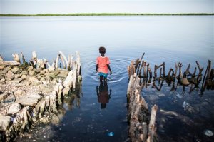 In this photo taken Sunday, Oct. 18, 2015, a young girl wades in the water outside of Fatou Faye's home in Diamniadio Island, Saloum Delta  in Senegal. The place where Fatou Fayes kitchen once stood is now outlined with short branches of mangroves that she hopes will slow the nearby sea from destroying the rest of her house. The rising sea levels pushing into the waters of Senegals Saloum Delta already threaten to carve the rest of her gray cement home from its foundation, leaving her and 30 other relatives homeless on low-lying Diamniadio island. (AP Photo/Jane Hahn)