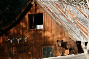 In this Friday, Oct. 23, 2015, photo a California black bear roams in Three Rivers, Calif. Tourists hoping to see a bear in Sequoia National Park this fall probably stand a better chance spotting one in this tiny town at the parks entrance. Three Rivers is literally crawling with hungry bears driven down from the mountains by drought in search of food to fatten up for the winter. The four-year drought shriveled the berry crop in the Sierra Nevada and oaks on parched hillsides produced fewer acorns, forcing the bears into the valleys carved by the branches of the Kaweah River that give this town its name. (AP Photo/Brian Melley)