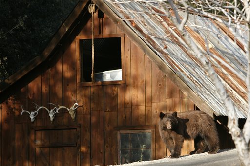 Drought drives bears into California town in search of&nbsp;food