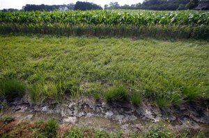 FILE - In this June 11, 2015 file photo, a dry water ditch is seen next to a corn field in Cordova, Md. Despite White House objections, the Senate voted for a resolution Nov. 4, to scrap new federal rules to protect smaller streams, tributaries and wetlands from development and pollution. (AP Photo/Alex Brandon, File)