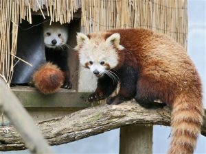 ADDS NAME OF PANDA - In this March 2015 photo, Masala, right, a red panda returns to a shelter as another looks on at Sequoia Park Zoo in Eureka, Calif. Masala disappeared from the zoo sometime between 11 a.m. and 2 p.m. on  Thursday, Nov. 19, 2015. Zoo manager Gretchen Ziegler says that any resident who spots the 1 1/2-year old panda should not approach it, but try not to lose sight of it and call the zoo or police. (Shaun Walker/The Times-Standard via AP)