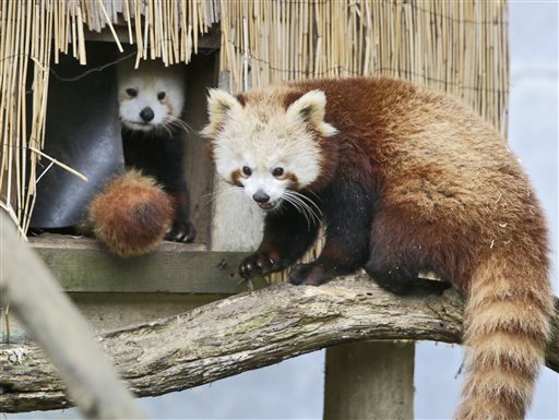 Red panda goes missing from Northern California&nbsp;zoo
