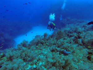 FILE - In this June 10, 2015 file photo, a diver makes an immersion at the International Diving Center Maria la Gorda on the Guanahacabibes peninsula in the province of Pinar del Rio, Cuba. The United States and Cuba signed an agreement Wednesday to join forces and protect the vast array of fish and corals they share as countries separated by just 90 miles (140 kilometers), the first environmental accord since announcing plans to renew diplomatic relations. (AP Photo/Chris Gillette, File)