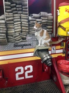 This photo provided by Lisa Rogak shows Carlow the cat perched on a fire truck in New York. Carlow was found by firefighters of Engine 22, Ladder 13 in upper Manhattan and became their official mascot. He is named him after a bar down the street.  Carlow's job is one of 50 showcased in Lisa Rogak's new book titled "Cats on the Job." (Jessica Mikel Bertolini via AP)