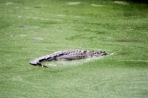 A crocodile swims at a farm owned by the Rosenthal family in San Manuel Cortes, northern Honduras, Wednesday, Nov. 4, 2015. Thousands of crocodiles on the private farm have been poorly fed because of a lack of resources, according to authorities and employees at the property, after the bank accounts of the owners were seized during a probe into accusations they were operating a money laundering network linked to drug trafficking. Farm employees said the animals went without food for more than a month, but were finally fed over the weekend thanks to donations. (AP Photo/Fernando Antonio)