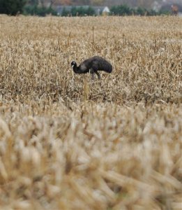 An Emu stands on a farm field in Odessa, Del., on Wednesday, Nov. 11, 2015.  It has been on the run for the past 66 days and  prompted a "soft" lockdown at two Odessa-Townsend area elementary schools Monday. The emu has wandered into traffic and has outrun state police, state wildlife officials and an exotic animal expert.  (Jason Minto/The Wilmington News-Journal via AP)  NO SALES; MANDATORY CREDIT