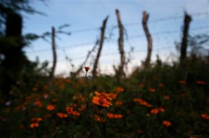 In this Oct. 20, 2015 photo, wildflowers grow in a field where the body of taco vendor Carlos Sanchez and dozens other were found almost a year ago, on the outskirts of Iguala, Mexico. After adding the names of their missing to the lists, many families organized to go into the hills around Iguala to search for bodies of the disappeared. Over many weeks and months, government crews dug up the remains of at least 104 people from unmarked graves found by the families, only 13 of which have been identified by DNA and telltale bits of clothing. (AP Photo/Dario Lopez-Mills)