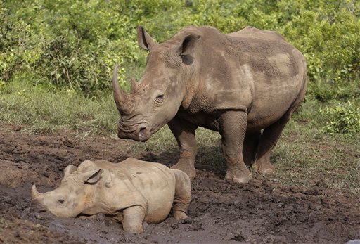 South Africa reports small drop in number of killed&nbsp;rhinos