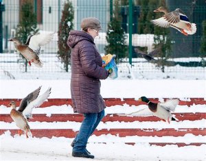 A woman feeds ducks in a park in Warsaw, Poland, Wednesday, Jan. 20, 2016, as snow and a deep freeze have settled over Central Europe. Temperatures fell to minus 6 Celsius (21 Fahrenheit) in Warsaw on Wednesday. Elsewhere in Central Europe, winter weather is making the journeys of migrants into Europe more difficult, but apparently not weakening the determination of those seeking asylum in Western Europe. (AP Photo/Czarek Sokolowski)