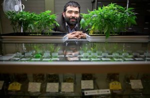 In this Dec. 14, 2015, file photo, Sebastopol councilman Robert Jacob poses for a photo in Sebastopol, Calif. Medical marijuana advocates hoped the passage of Californias first statewide industry regulations would make local governments more receptive to pot-related businesses. Instead, cities and counties are racing to ban marijuana cultivation ahead of a March 1 deadline that lawmakers say was included in the final version by mistake. Jacob is asking the city council to approve a resolution urging the Sonoma County Board of Supervisors and city councils around the county to adopt medical cannabis regulations, especially for cultivation, to protect the local industry. (Christopher Chung/ The Press Democrat via AP, File)