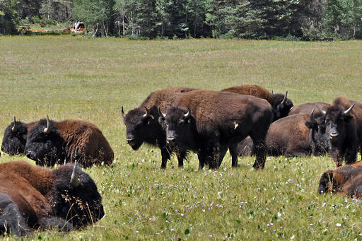 Grand Canyon weighs killing, capturing bison to cut&nbsp;numbers