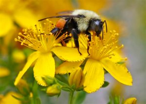 FILE - In this July 8, 2015 file photo a bumblebee gathers nectar on a wildflower in Appleton, Maine.  A United Nations sponsored scientific mega-report warns that too many species of pollinators are nearing extinction. These are bees, butterflies, even some birds and 20,000 other species that are crucial to the worlds food supply.  (AP Photo/Robert F. Bukaty, File)