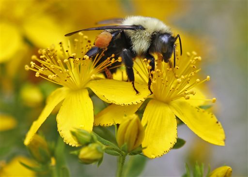 UN science report warns of fewer bees, other&nbsp;pollinators