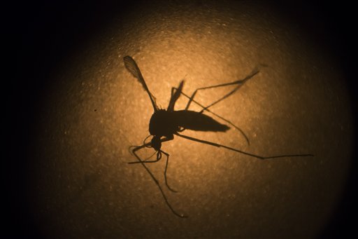 Sexually-transmitted Zika case confirmed in&nbsp;Texas