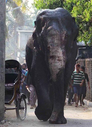 India Rampaging Elephant