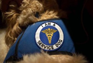 In this Monday, Feb. 8, 2016 photo, Sean McDonoughs service dog Bruno wears a patch on its vest identifying it as a service dog, in South Portland, Maine. State lawmakers are debating whether to give people with disabilities the option of obtaining a state-issued patch that can be affixed to their animal's vest. Supporters of the proposal say it will make it easier for businesses to determine who is entitled to a service animal accommodation. (AP Photo/Tom Bell)