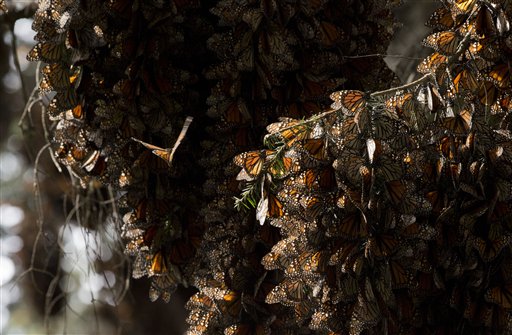 Mexico documents big rebound in monarch&nbsp;butterflies