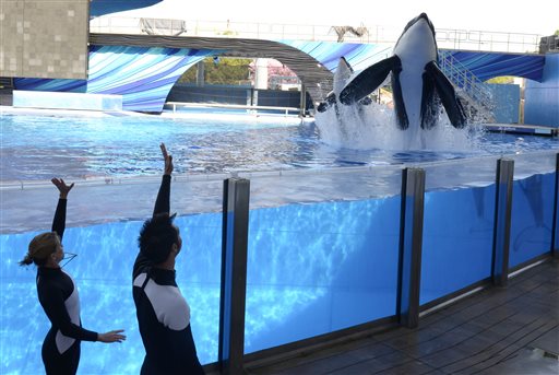 SeaWorld-Killer Whale Breeding