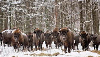 Poland Pristine Forest