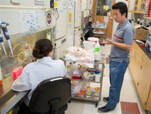In this photo taken on Monday, Feb. 29, 2016, provided by Florida State University, Professor Hengli Tang confers with his graduate student and co-author Sarah Ogden about the next steps in their Zika virus research in Tangs lab at FSU, in Tallahassee, Fla.  Tang is a lead author of a lab study that found the Zika virus infects embryonic cells that help form the brain, adding to evidence that Zika causes a serious birth defect. The new work provides experimental evidence that once the virus reaches the developing brain, it can infect and harm cells that are key for further brain development, said Tang.  (FSU Photography Services/Florida State University via AP)