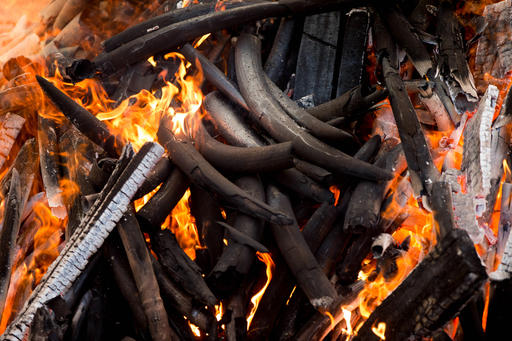 2,000 tusks aflame in large burn of poached wildlife&nbsp;goods