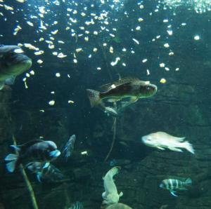 In this March 15, 2016, photo, freshwater fish feed in the River Journey building at the Tennessee Aquarium in Chattanooga, Tenn.  The aquarium's conservation institute is expanding its efforts to protect the endangered freshwater animals of the southeastern U.S. (AP Photo/Travis Loller)