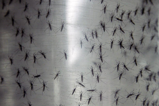 Tell the FDA what you fear more: Zika, or GMO&nbsp;mosquitoes?