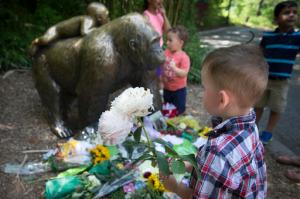 A boy brings flowers to put beside a statue of a gorilla outside the shuttered Gorilla World exhibit at the Cincinnati Zoo & Botanical Garden, Monday, May 30, 2016, in Cincinnati. A gorilla named Harambe was killed by a special zoo response team on Saturday after a 4-year-old boy slipped into an exhibit and it was concluded his life was in danger. (AP Photo/John Minchillo)