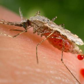 Malaria-proof mosquito? Tool promising but needs more study