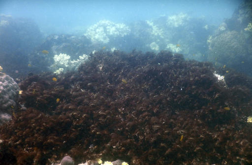 Bleaching kills third of coral in Great Barrier Reef’s&nbsp;north