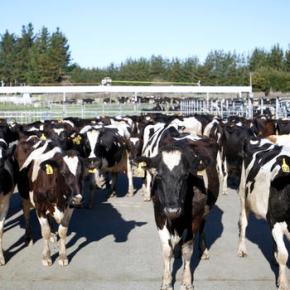 500 cows rustled from New Zealand farm in unusual case