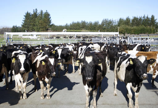 500 cows rustled from New Zealand farm in unusual&nbsp;case