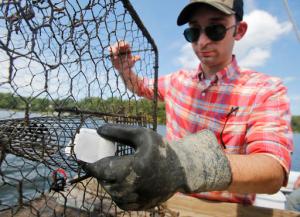 Kepley Biosystems research assistant,. Lee Robertson, loads a Organobait synthetic bait block into a crab pot on the Great Wicomico river in Heathsville, Va., Thursday, Aug. 18, 2016. Fisheries for lobsters and crabs have grappling with a shortage of bait that synthetic bait may help with. (AP Photo/Steve Helber)