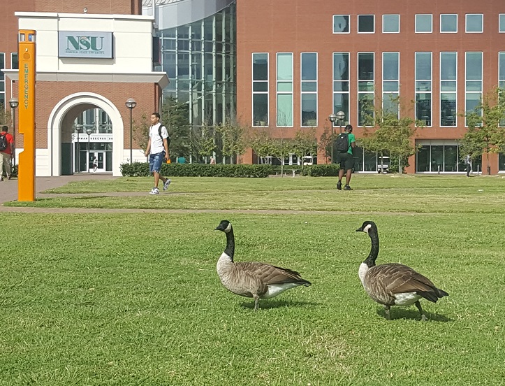 What’s up with all the&nbsp;geese?