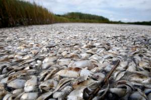 In this Thursday, Sept. 16, 2010 photo, dead pogies float in a fish kill in a pass near Bay Joe Wise on the Louisiana coast. Gulf oil spill recovery money intended for testing to ensure fish caught off Louisiana were safe for consumers instead paid for unnecessary iPads, cameras, boats and now-missing fishing equipment, state auditors said, calling the safety program so mismanaged it couldn't even declare if the catch was fit to eat, Wednesday, Sept. 21, 2016. (AP Photo/Patrick Semansky, File)