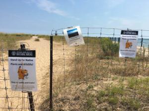 In this Aug. 10, 2016 photo, signs are posted asking Pokemon Go players to stay on the path instead of walking through the grass to protect wildlife at the Loyola Dunes area on Chicago's lakeshore. The protected dunes have become a popular hot-spot for Pokemon Go players. The heavy foot-traffic has raised concerns about environmental damage and inspired an Illinois state lawmaker to propose legislation to require removal of certain places from the game. The bill is one of the first of its kind in the US. (Jacob Wittich/Sun Times via AP)