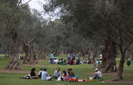Overwatering jeopardizes Lima’s beloved 400-year olive&nbsp;trees