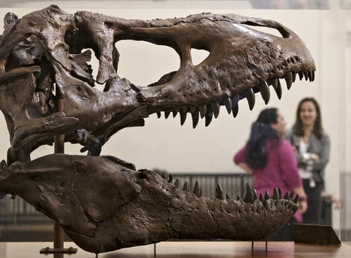 Rare Tyrannosaurus rex skull arrives at Seattle&nbsp;museum