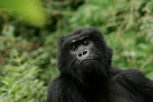 FILE - In this Nov. 30, 2007 file photo, a gorilla looks on at Volcanoes National Park in Ruhengeri, Rwanda. The eastern gorilla has been listed as critically endangered, making four of the six great ape species only one step away from extinction, according to the International Union for the Conservation of Nature's Red List of Endangered Species, released Sunday Sept. 4, 2016. (AP Photo/Themba Hadebe, File)