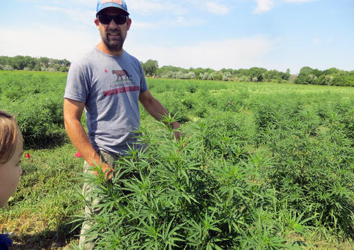 Colorado hits another cannabis 1st with certified hemp&nbsp;seed