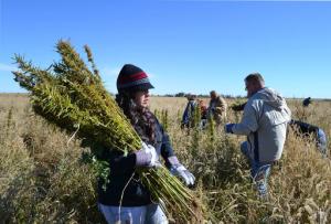 FILE - In this Oct. 5, 2013 file photo, volunteers harvest hemp during the first known harvest of the plant in more than 60 years, in Springfield, Colo. Colorado is expected to reach another national first on cannabis Wednesday, Sept. 7, 2016, when state agriculture officials show off the first domestic certified hemp seeds. The Colorado Department of Agriculture has been working for years to produce hemp seeds that consistently produce plants low enough in the chemical THC to qualify as hemp and not its intoxicating cousin, marijuana. (AP Photo/P. Solomon Banda, File)