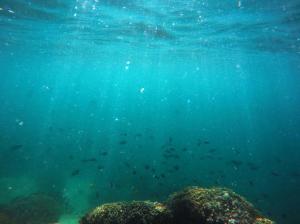FILE - In this Oct. 26, 2015, file photo, fish swim over a patch of bleached coral in Hawaii's Kaneohe Bay off the island of Oahu. Hawaii officials unveil an action plan Thursday, Sept. 8, 2016, to cope with coral bleaching threatening island reefs. Warmer ocean temperatures over have stressed Hawaii's coral, forcing them to expel the algae they rely on for food. (AP Photo/Caleb Jones, File)