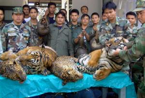 In this Jan. 29, 2008 file photo, Thai Navy officers and forestry officials display dead tigers, leopards and pangolins seized after a raid on an illegal wildlife trade on the bank of Mekong river in That Phanom district of Nakhon Phanom province, northeastern Thailand, when Thai officials seized 6 tigers, 5 leopards and 300 live pangolins bound for Laos. The traders fled the scene across the Mekong river to Laos. Conservation groups say Laos has promised to phase out tiger farms, which could help to curb the illegal trade in the endangered animals body parts and protect the depleted population of tigers in Asia. The groups say Laotian officials made the announcement in South Africa on Friday, Sept. 23, 2016, one day before the start of a meeting of the Convention on International Trade in Endangered Species of Wild Fauna and Flora, or CITES. Tiger parts are used in traditional medicine in some Asian countries. (AP Photo, File)