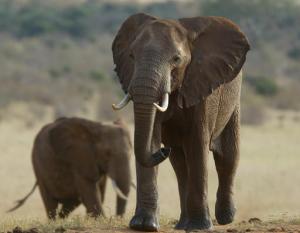FILE-- In this May 26, 2005 file photo, an elephant strolling through the dusty in Tsavo East National Park, Kenya. Some African elephant herds are adapting to the danger of poaching by moving out of risky areas, according to one conservation group. The plight of elephants is a key issue at the meeting of the Convention on International Trade in Endangered Species of Wild Fauna and Flora, or CITES, which began over the weekend and ends Oct. 5. (AP Photo/Karel Prinsloo, File)