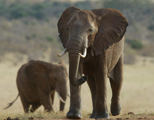 Some elephants learning to avoid dangerous areas:&nbsp;Expert