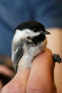 This Sept. 24, 2009, photo provided by the USGS Alaska Science Center shows a black-capped chickadee with a normal beak in Archorage, Alaska. Researchers are hoping they've found what's causing beaks of some bird species to grow twice as fast as normal. The disease is called avian keratin disorder. Affected birds grow beaks that are freakishly long and that sometimes curve up or down. (USGS Alaska Science Center via AP)