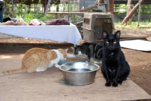 Cats are shown eating at feral cat colony near Honolulu on Thursday, Sept. 15, 2016. Conservationists are concerned about the number of feral cats roaming Hawaii because cat feces washing into the ocean can spread toxoplasmosis, which can be deadly for endangered Hawaiian monk seals. (AP Photo/Audrey McAvoy)