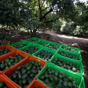 Deforestation for avocados much higher than thought